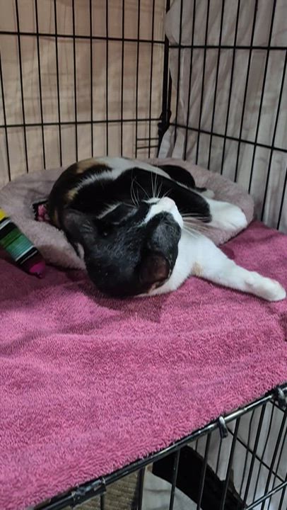 Enlarge Etta James, an adopted mixed breed in Albuquerque, NM video 3/3