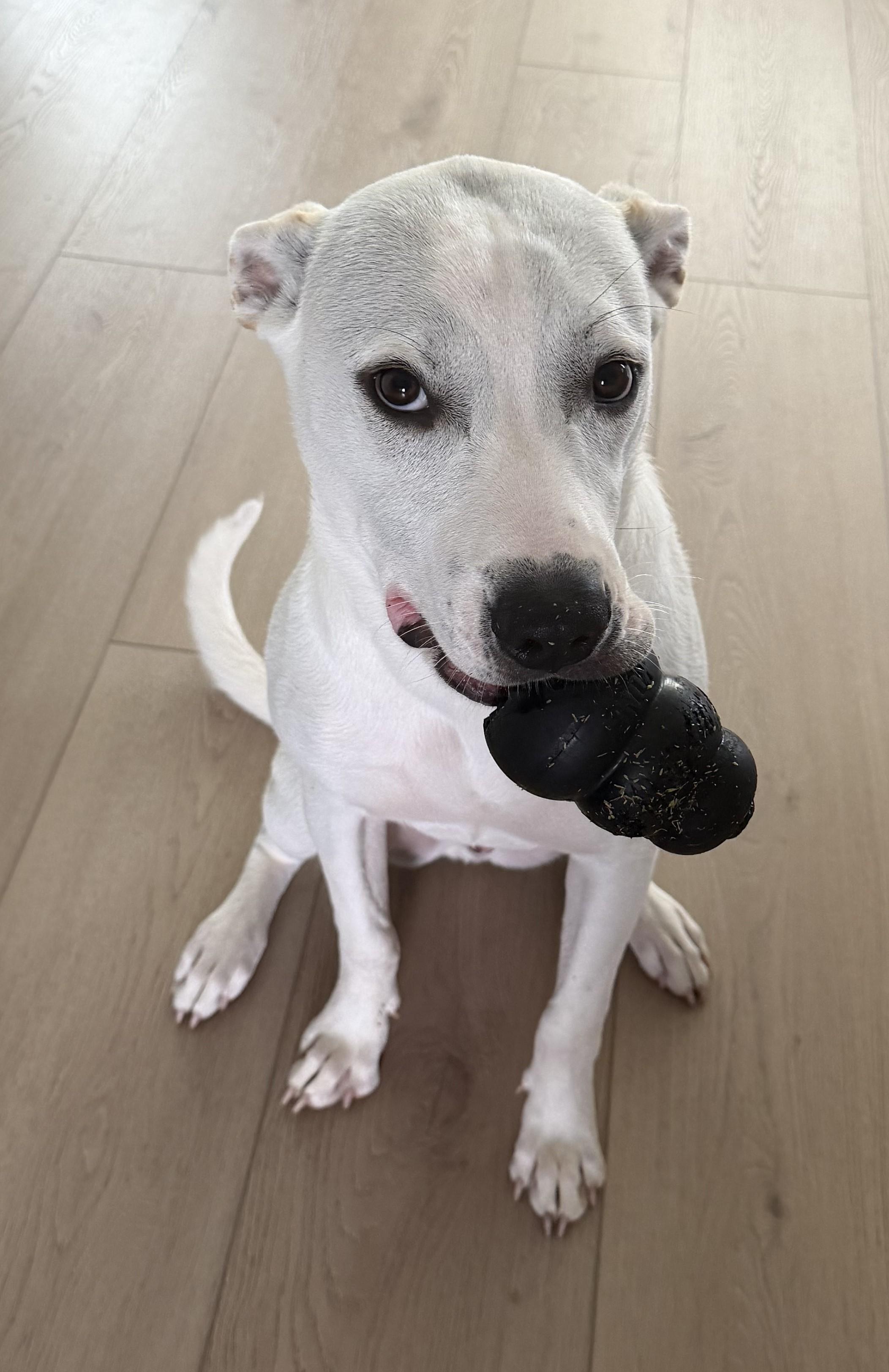 Enlarge TEX, a ADOPTABLE mixed breed in fort worth, TX image 2/6