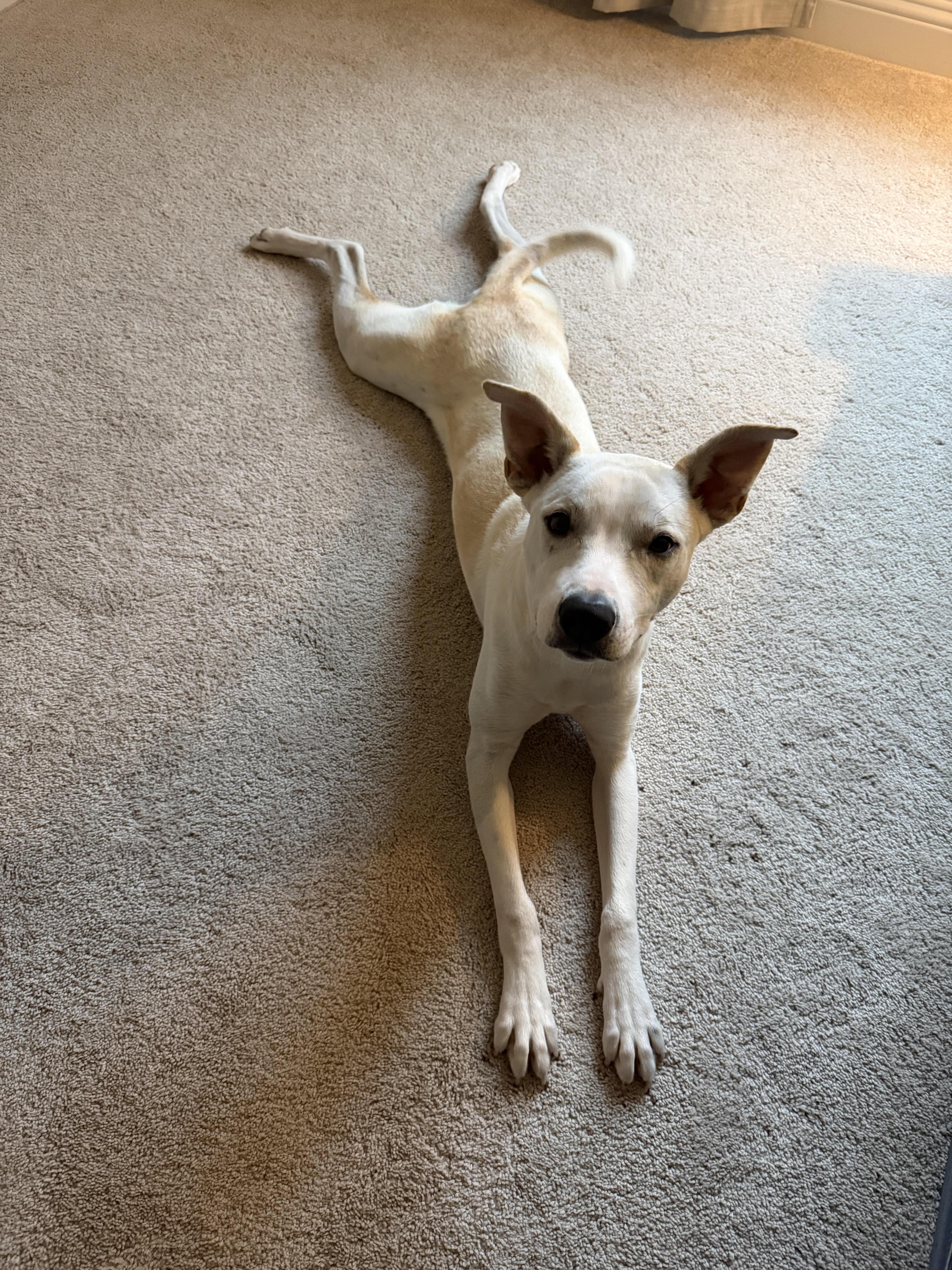 Enlarge TEX, a ADOPTABLE mixed breed in fort worth, TX image 5/6