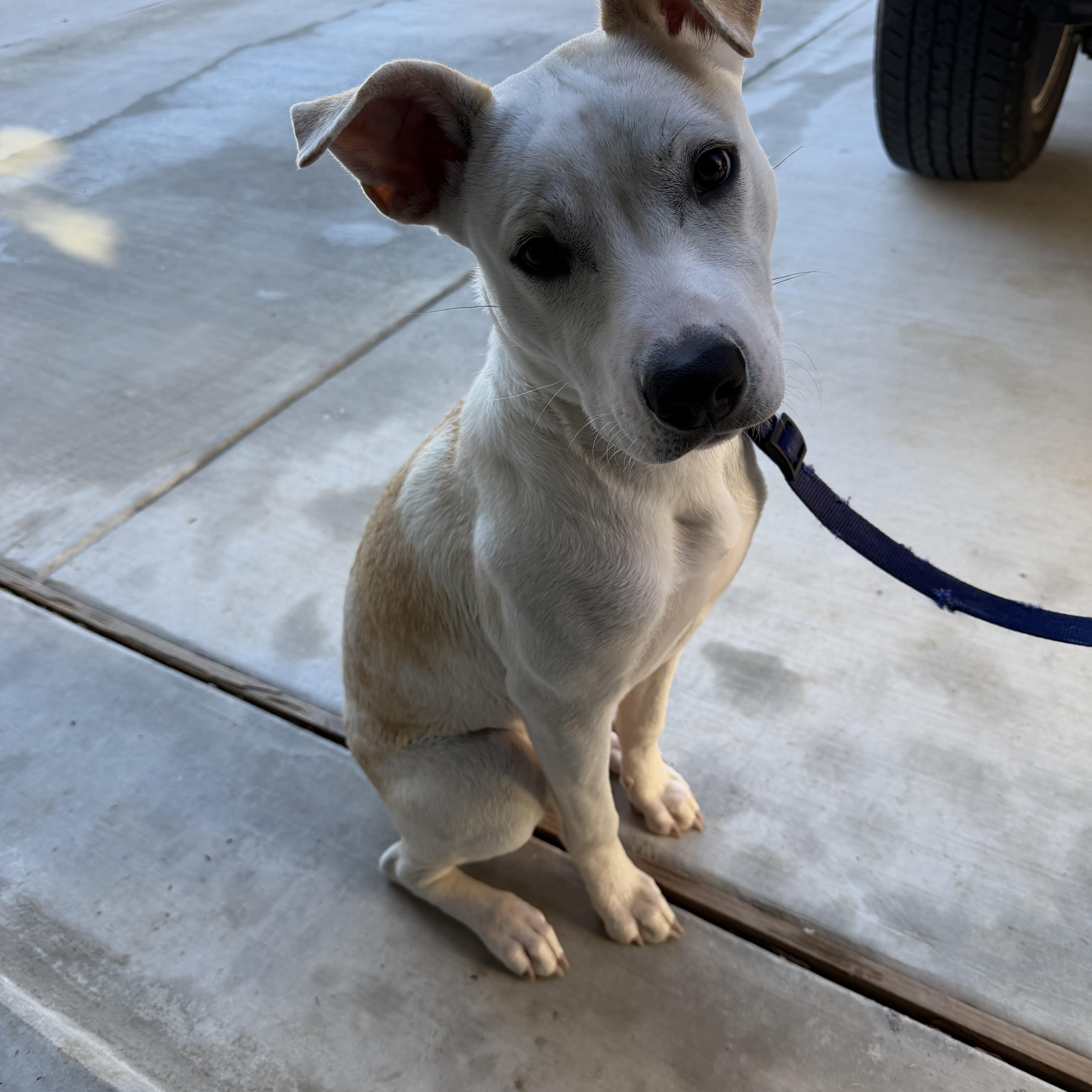 Enlarge TEX, a ADOPTABLE mixed breed in fort worth, TX image 3/6