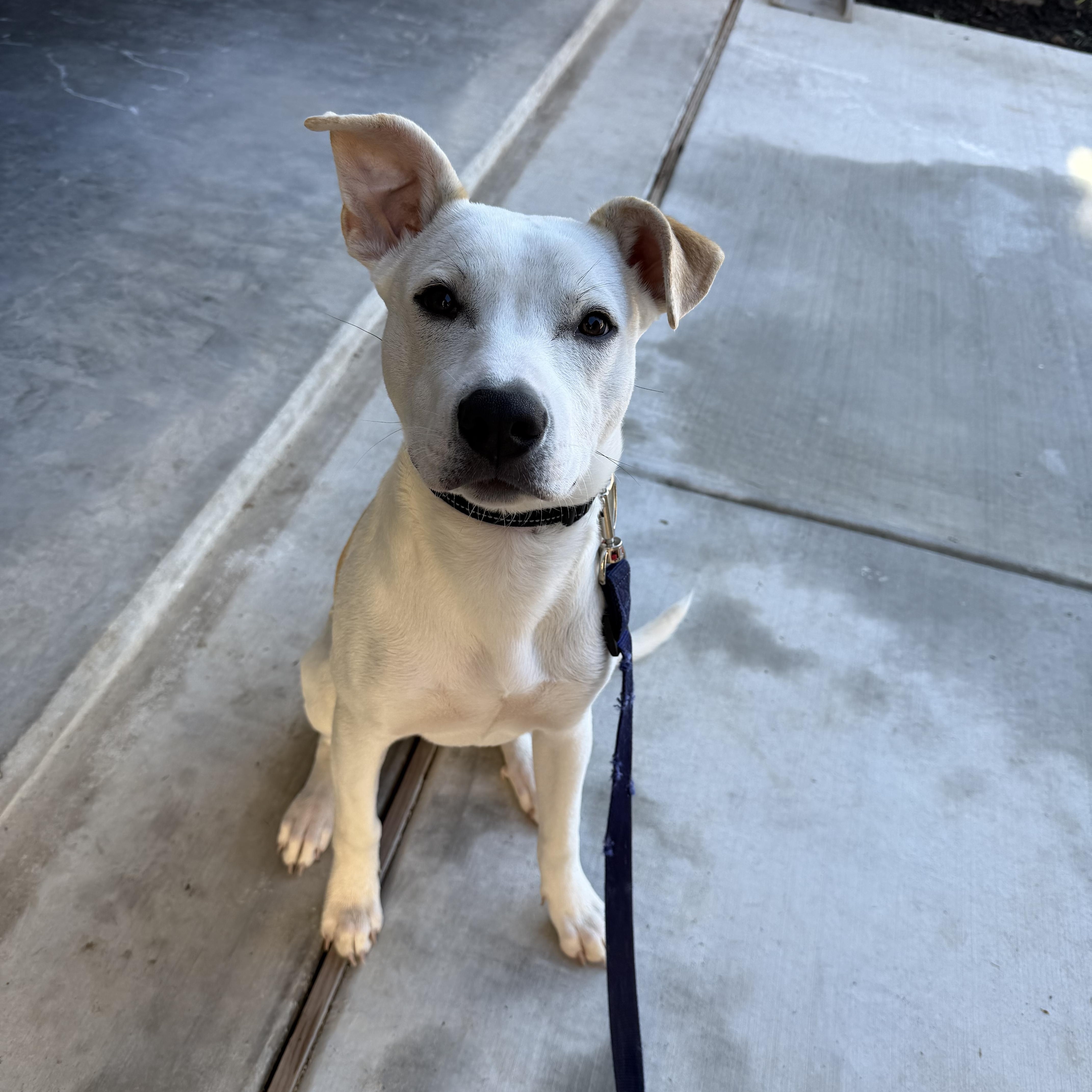 Enlarge TEX, a ADOPTABLE mixed breed in fort worth, TX image 4/6