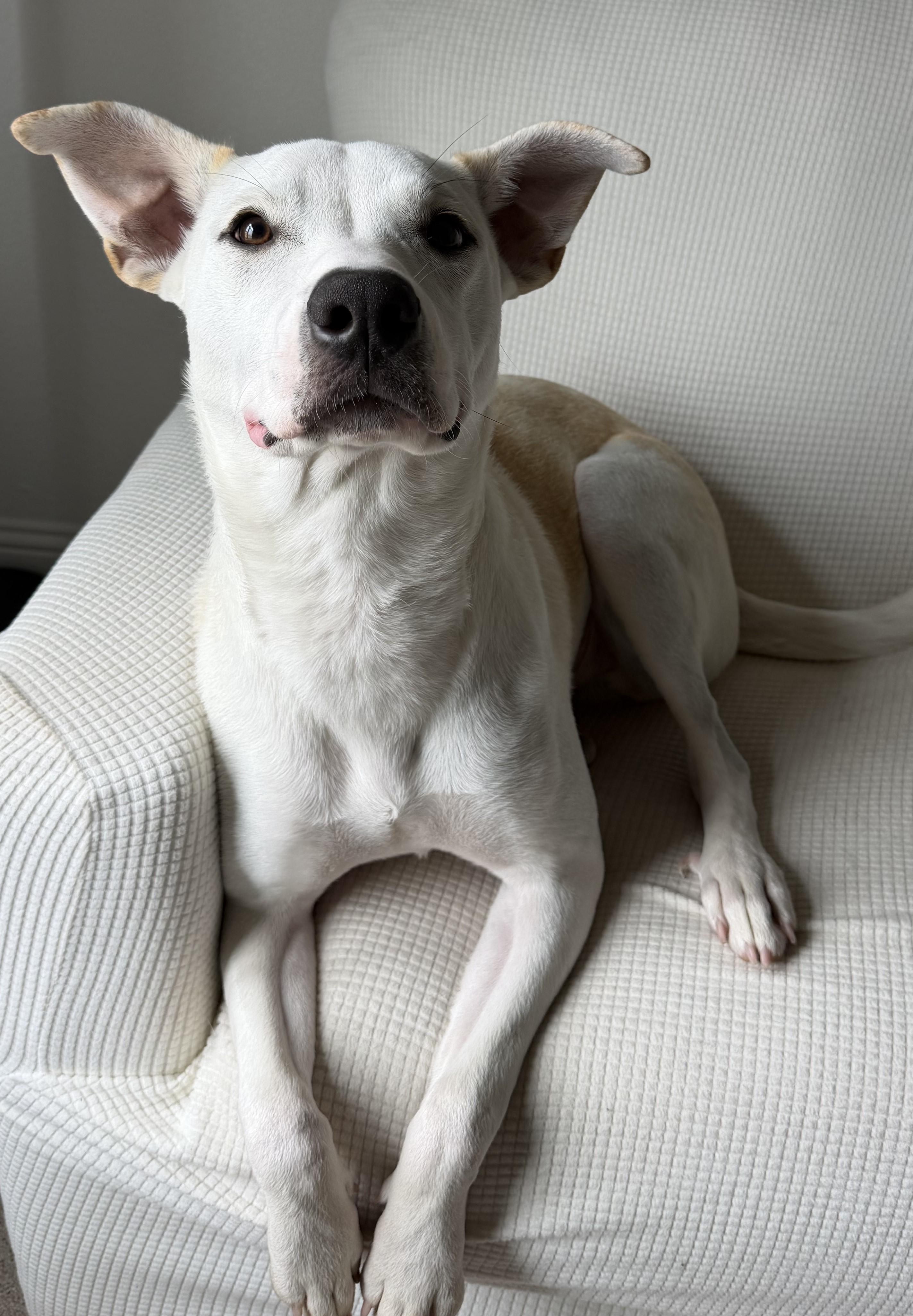 Enlarge TEX, a ADOPTABLE mixed breed in fort worth, TX image 1/6