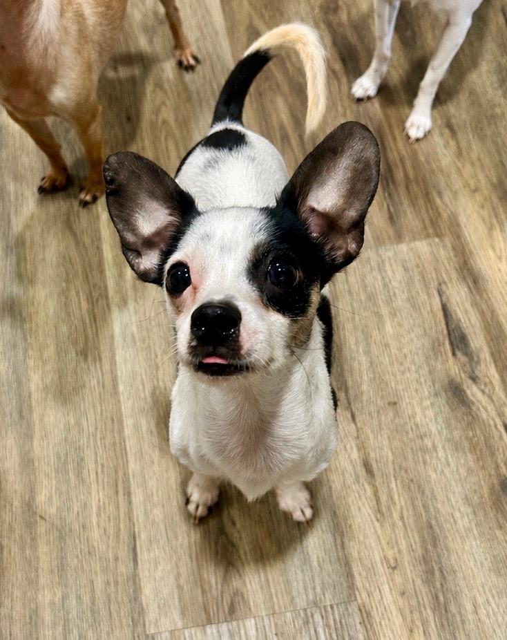 Fenwick, Adopted, Young Male Chihuahua & Rat Terrier.