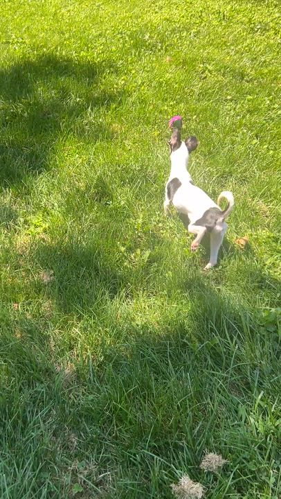 Enlarge Fenwick, a Adopted mixed breed in Matawan, NJ video 3/3