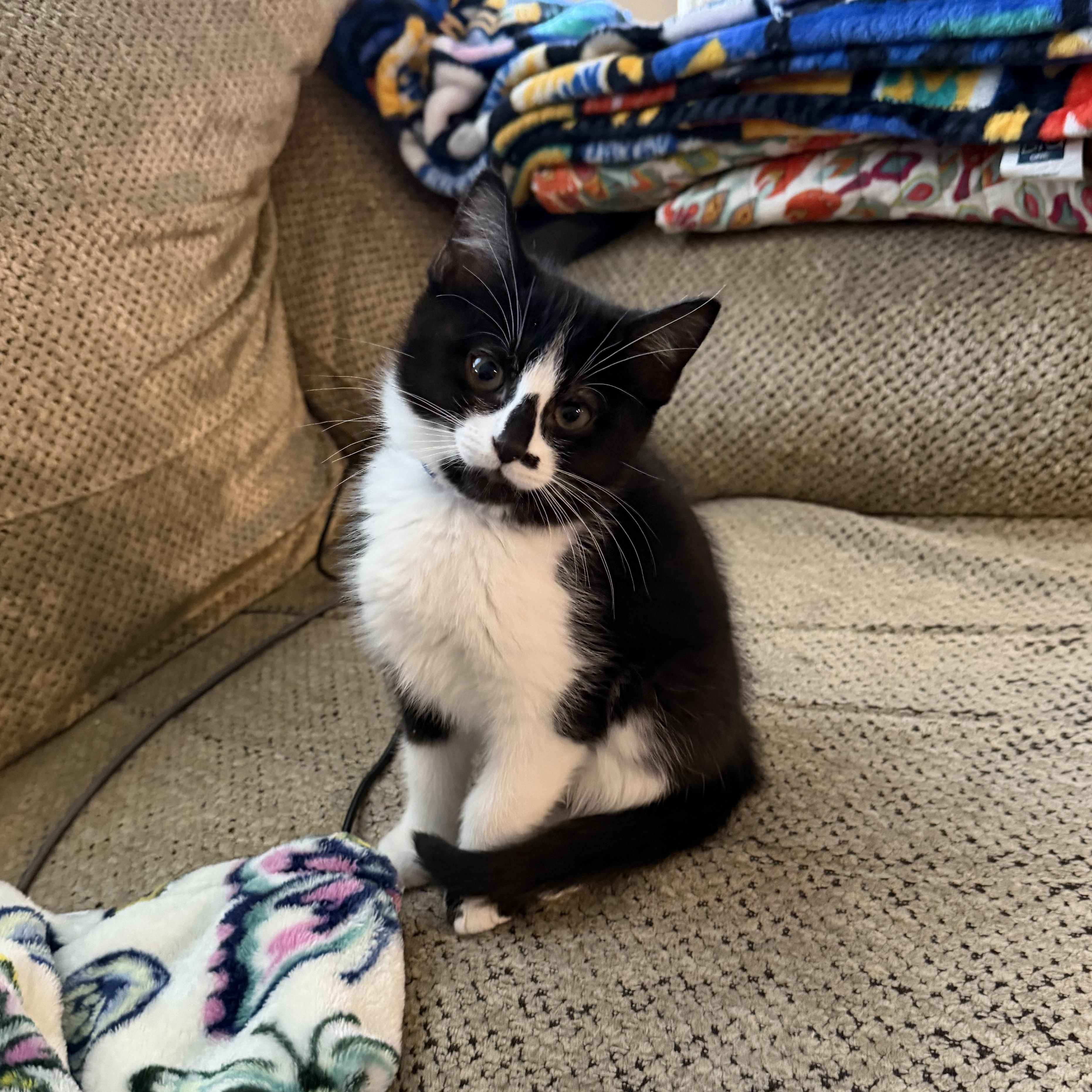Jaguar “Jag”, ADOPTABLE, Young Male Tuxedo & Domestic Short Hair.