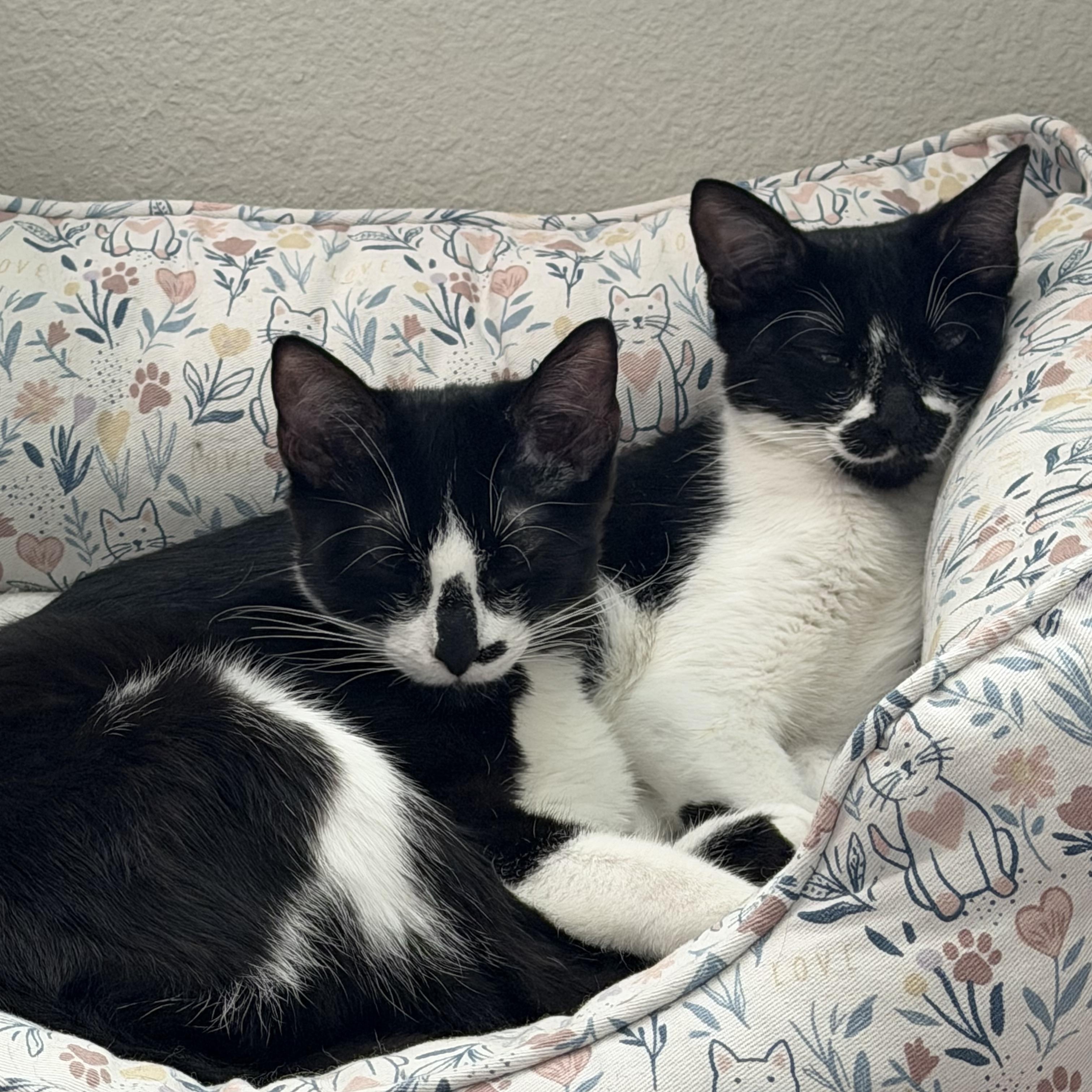 Jaguar “Jag”, ADOPTABLE, Young Male Tuxedo & Domestic Short Hair.