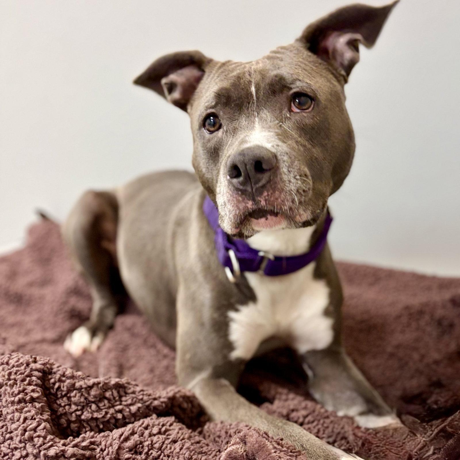 Ms Muppet, a Adoptable Pit Bull Terrier in Whitehall, PA image 1/3