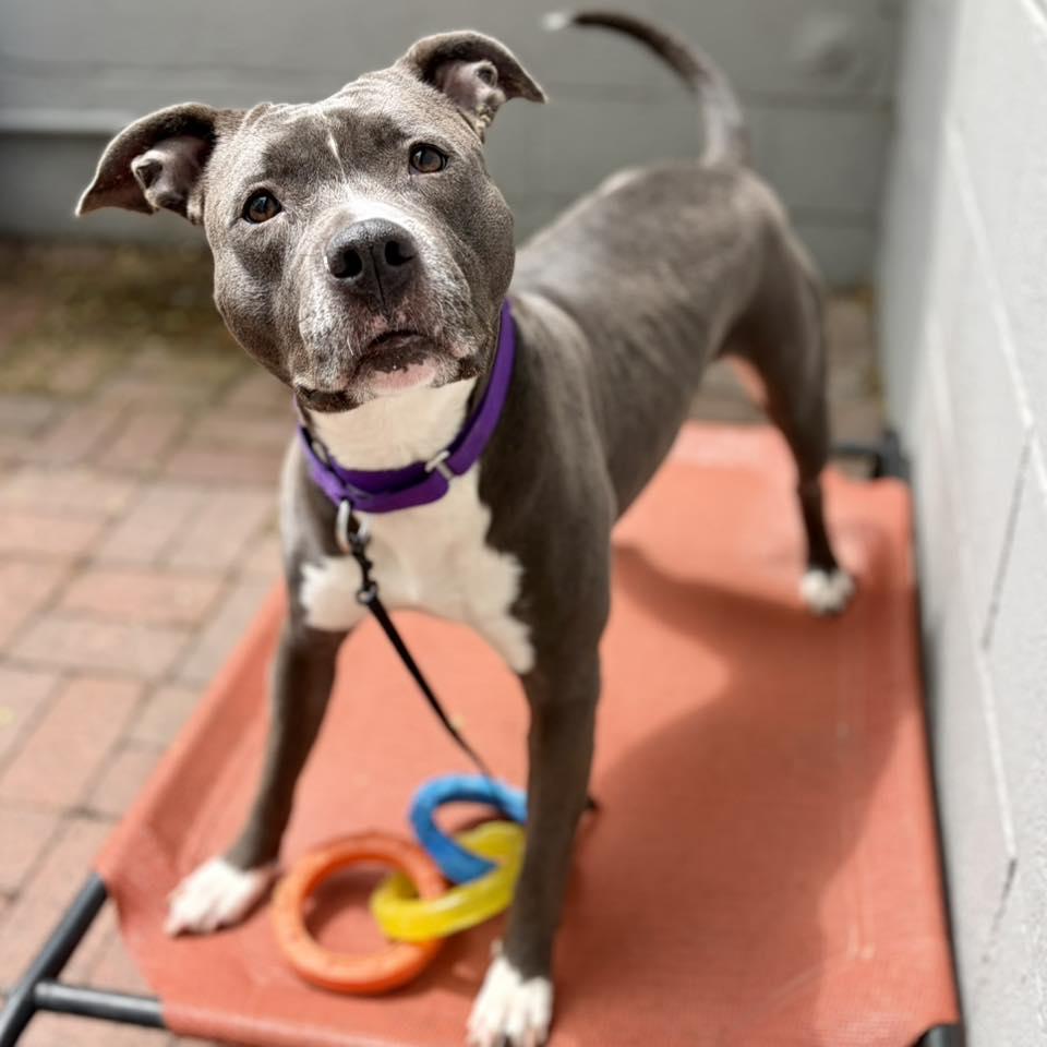 Enlarge Ms Muppet, a Adoptable Pit Bull Terrier in Whitehall, PA image 1/3