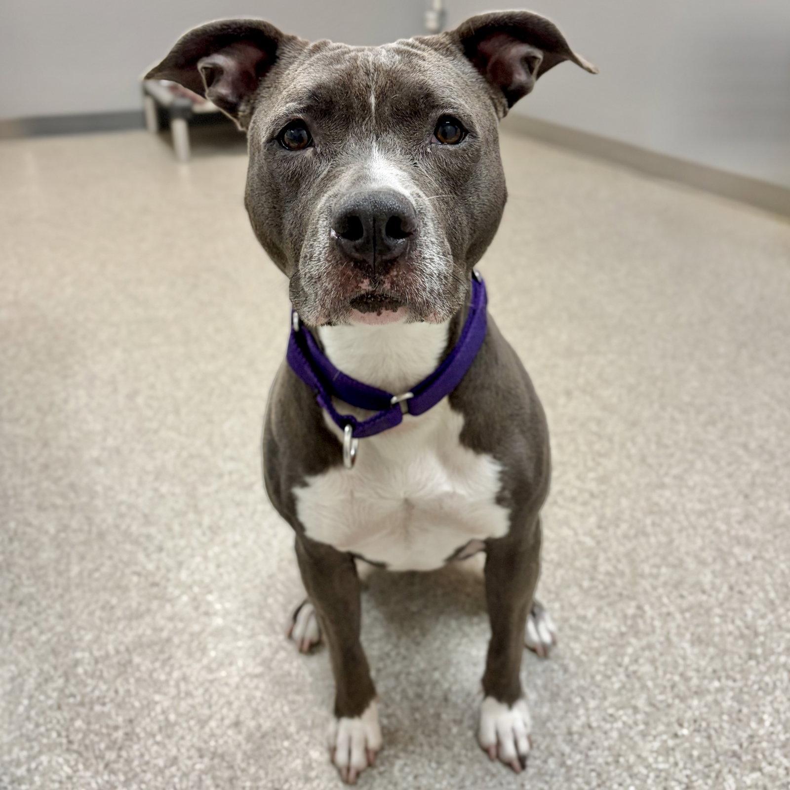 Ms Muppet, a Adoptable Pit Bull Terrier in Whitehall, PA image 2/3