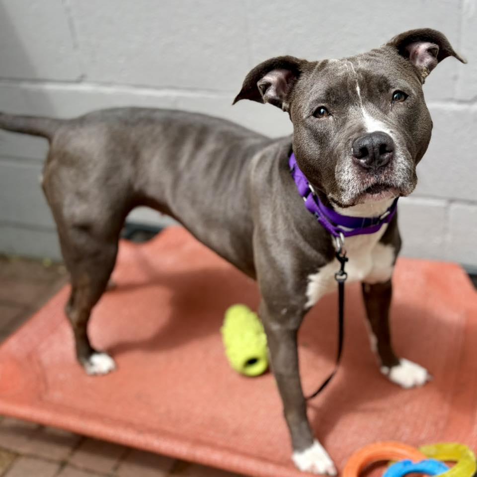 Enlarge Ms Muppet, a Adoptable Pit Bull Terrier in Whitehall, PA image 2/3