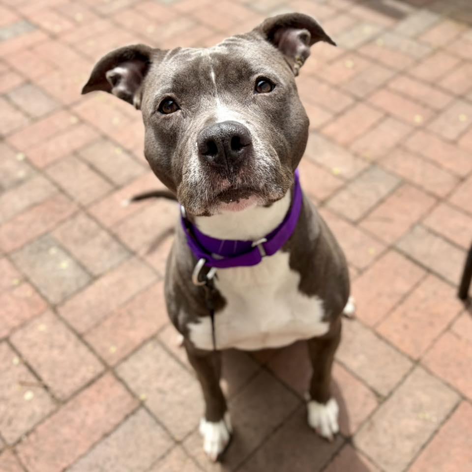 Enlarge Ms Muppet, a Adoptable Pit Bull Terrier in Whitehall, PA image 3/3