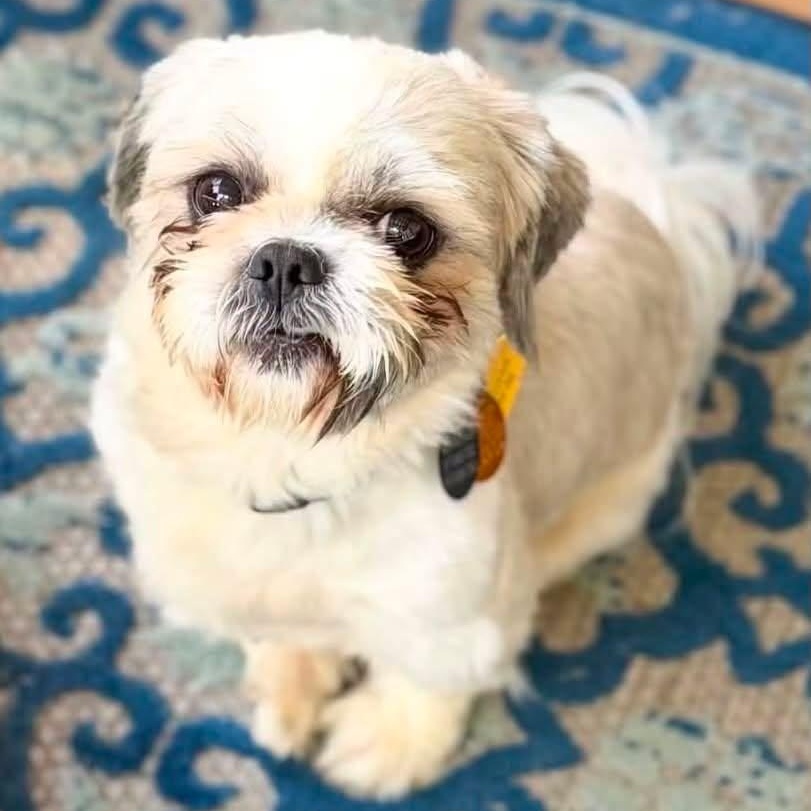 Simba Turner, adopted, Adult Male Shih Tzu.