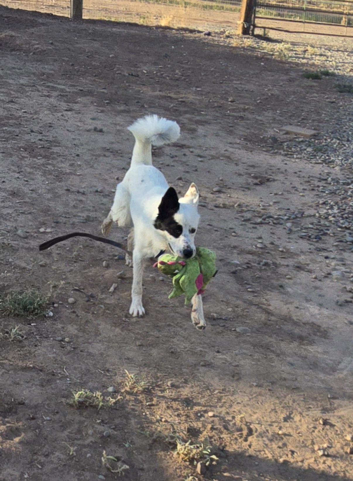 Enlarge BANDIT, a ADOPTABLE mixed breed in Peralta, NM image 3/6