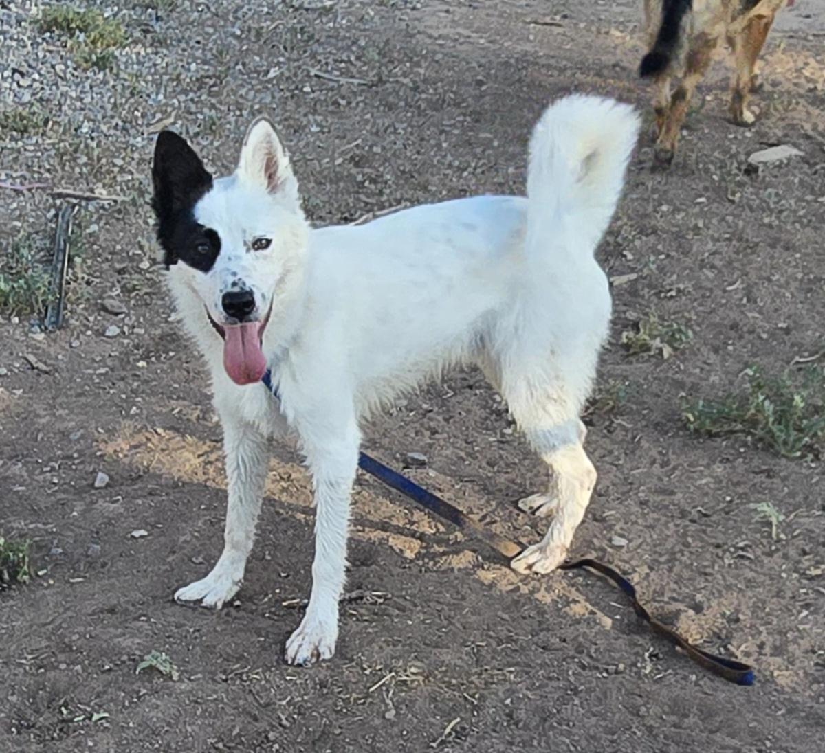 BANDIT, ADOPTABLE, Young Male Border Collie.
