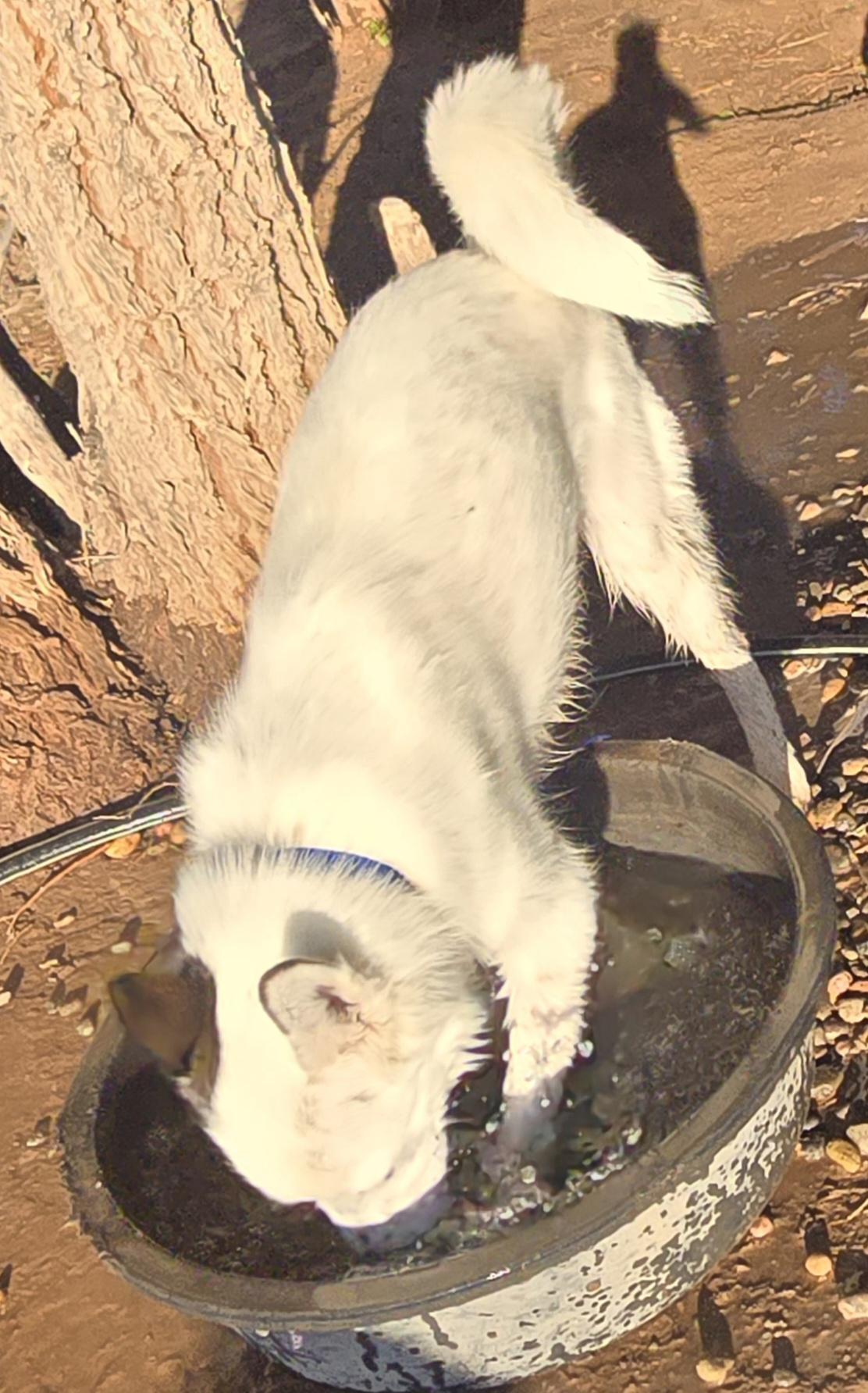 Enlarge BANDIT, a ADOPTABLE mixed breed in Peralta, NM image 6/6
