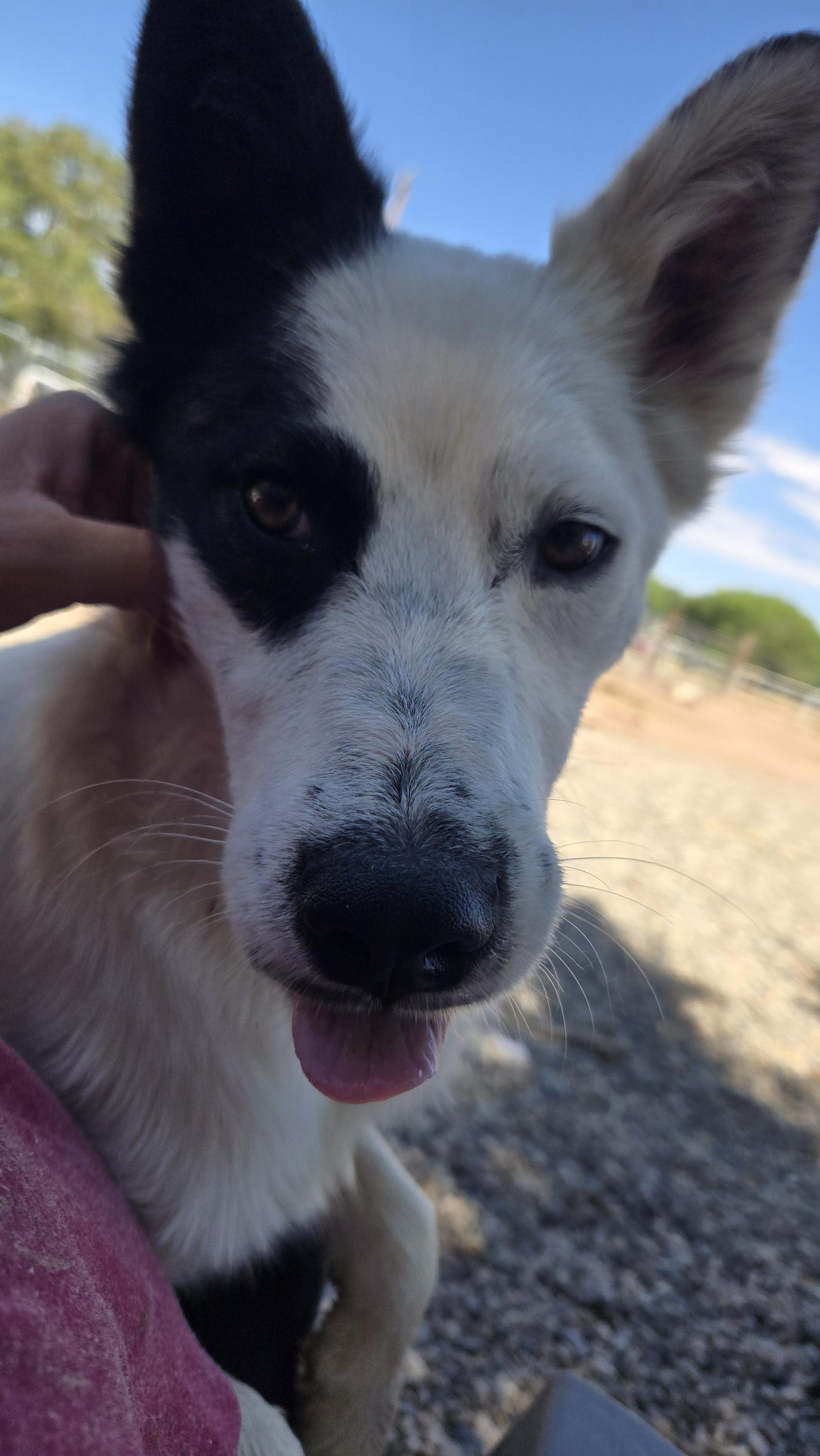 Enlarge BANDIT, a ADOPTABLE mixed breed in Peralta, NM image 4/6