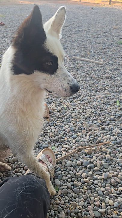 Enlarge BANDIT, a ADOPTABLE mixed breed in Peralta, NM video 5/6