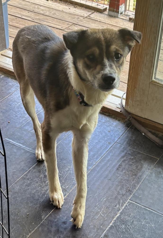 Enlarge Glory, a Adoptable mixed breed in New Braunfels, TX image 1/1