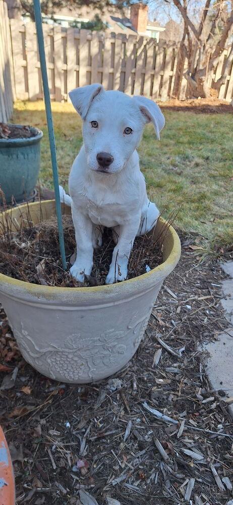 Pearl, Adoptable, Puppy Female Labrador Retriever.