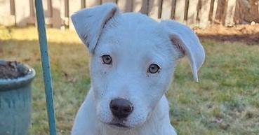 Pearl, Adoptable, Puppy Female Labrador Retriever.