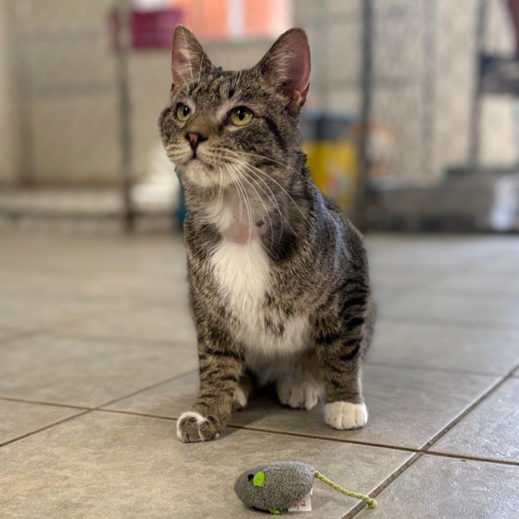 Enlarge Maui (Ithaca Petsmart), a Adoptable Domestic Short Hair in East Smithfield , PA image 1/6