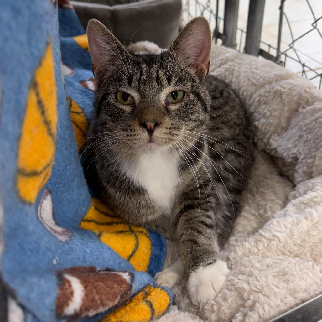Enlarge Maui (Ithaca Petsmart), a Adoptable Domestic Short Hair in East Smithfield , PA image 2/6