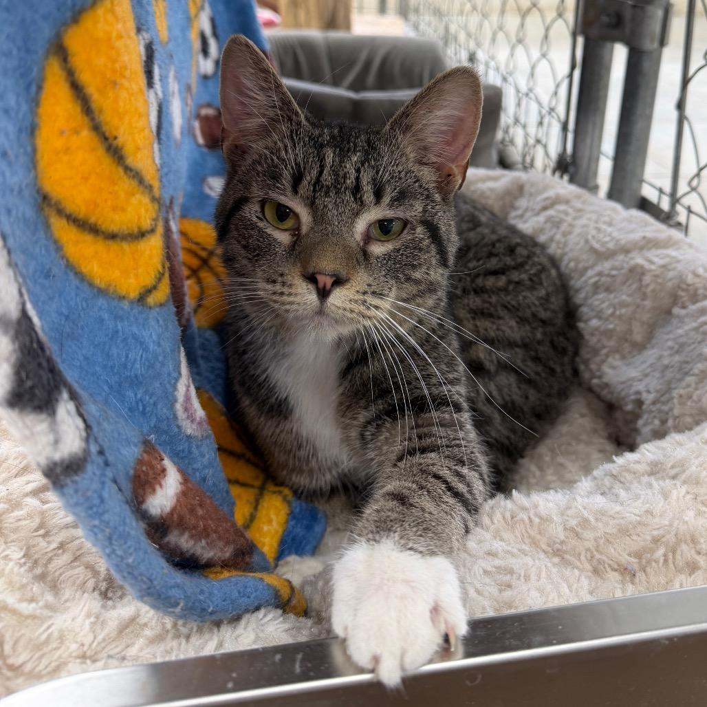 Enlarge Maui (Ithaca Petsmart), a Adoptable Domestic Short Hair in East Smithfield , PA image 3/6