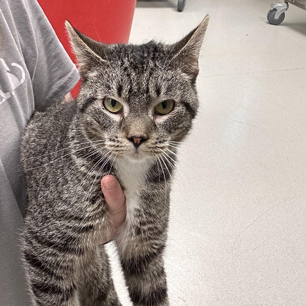 Enlarge Maui (Ithaca Petsmart), a Adoptable Domestic Short Hair in East Smithfield , PA image 4/6