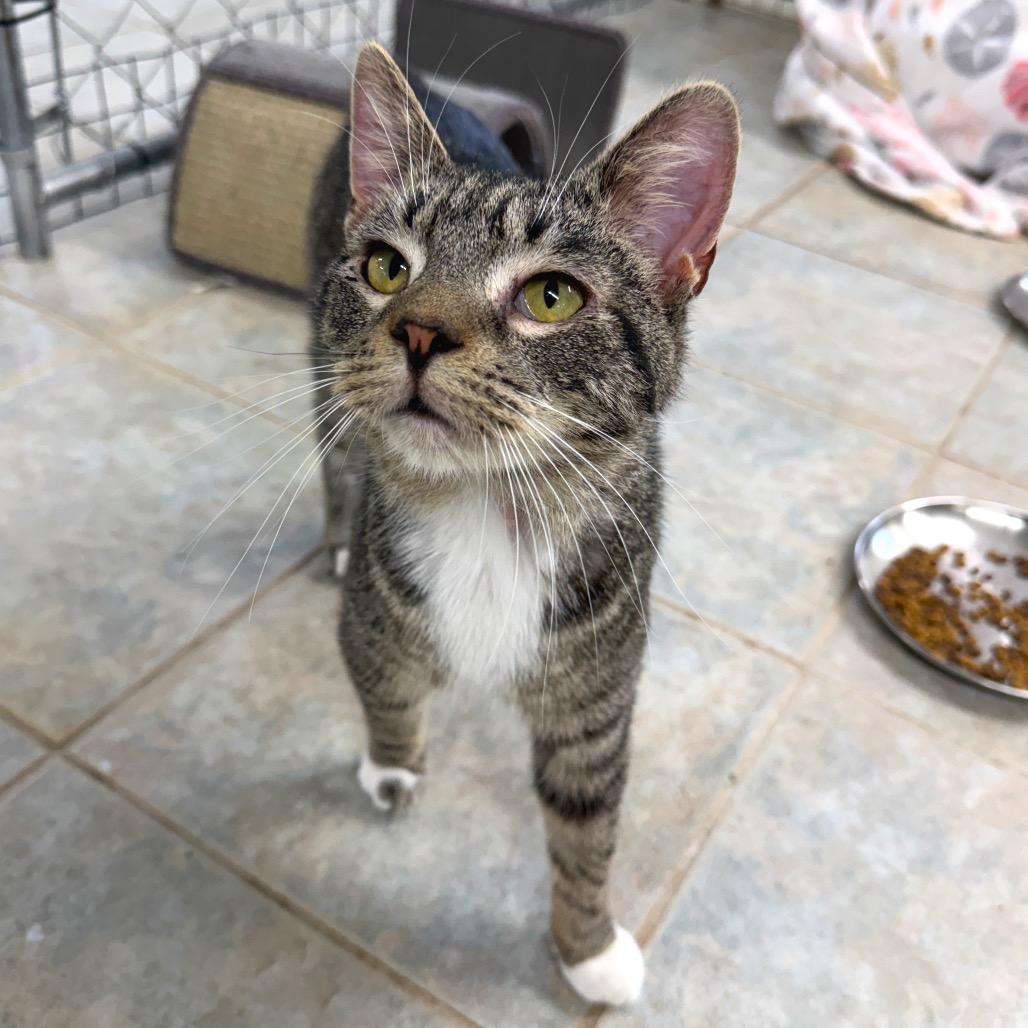 Enlarge Maui (Ithaca Petsmart), a Adoptable Domestic Short Hair in East Smithfield , PA image 5/6