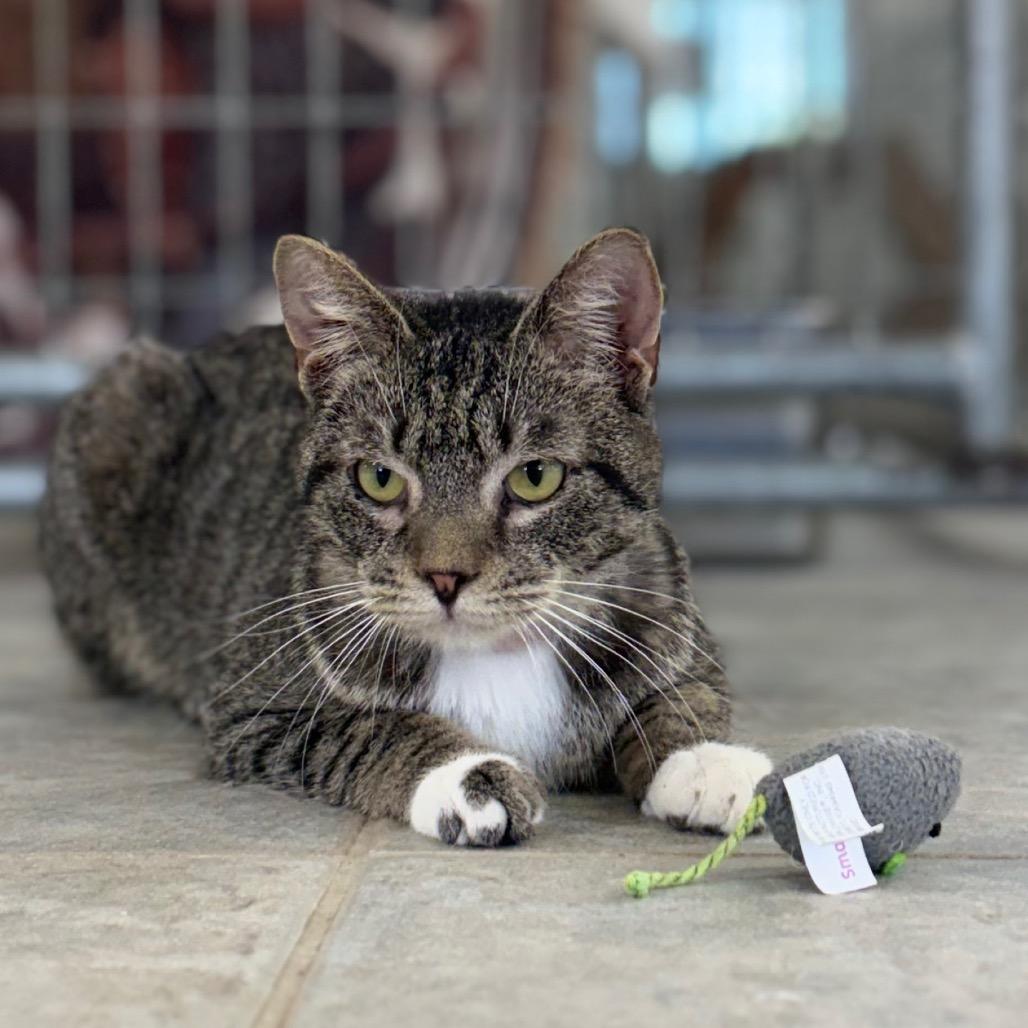 Enlarge Maui (Ithaca Petsmart), a Adoptable Domestic Short Hair in East Smithfield , PA image 6/6