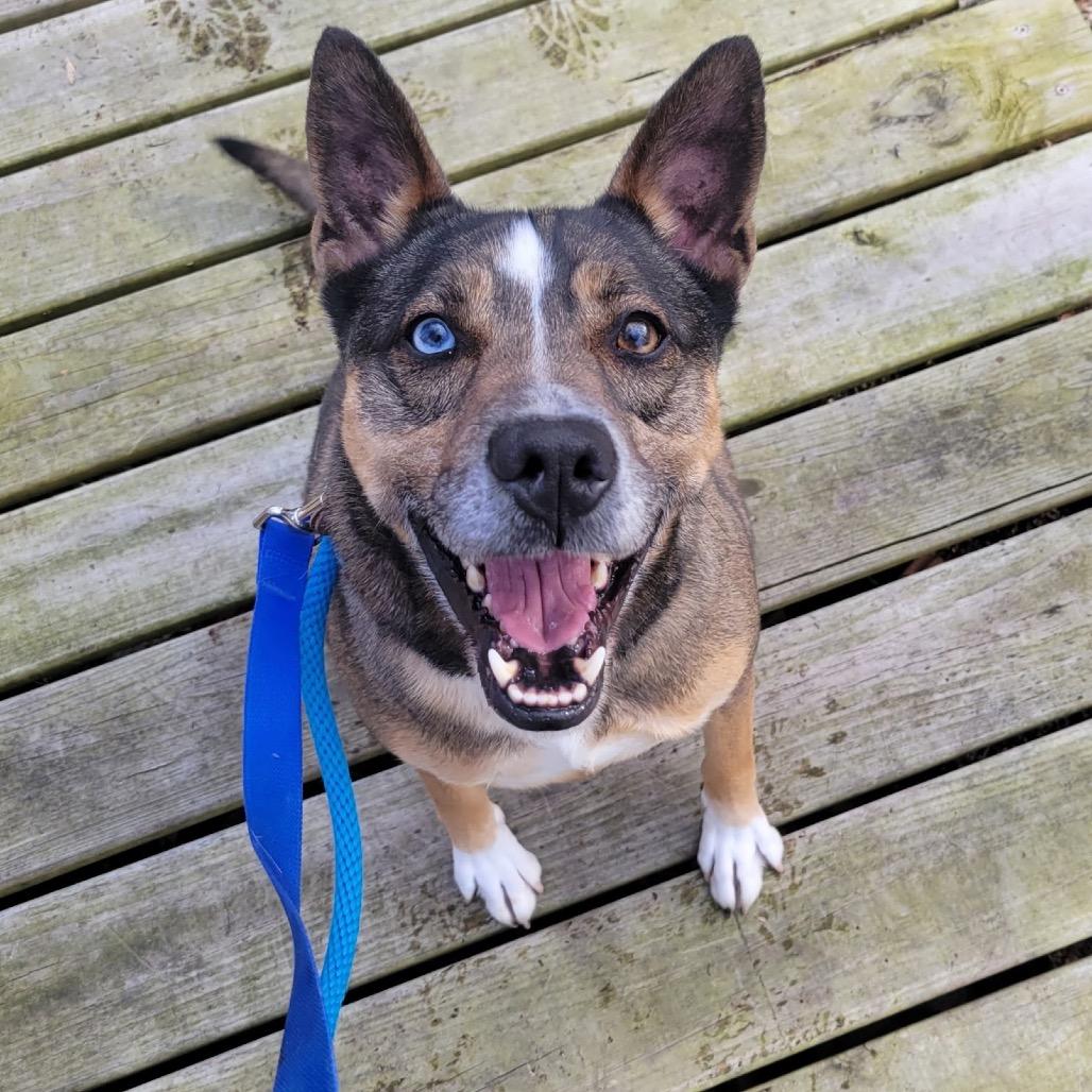 Maverick, Adoptable, Senior Male Siberian Husky & Mixed Breed.