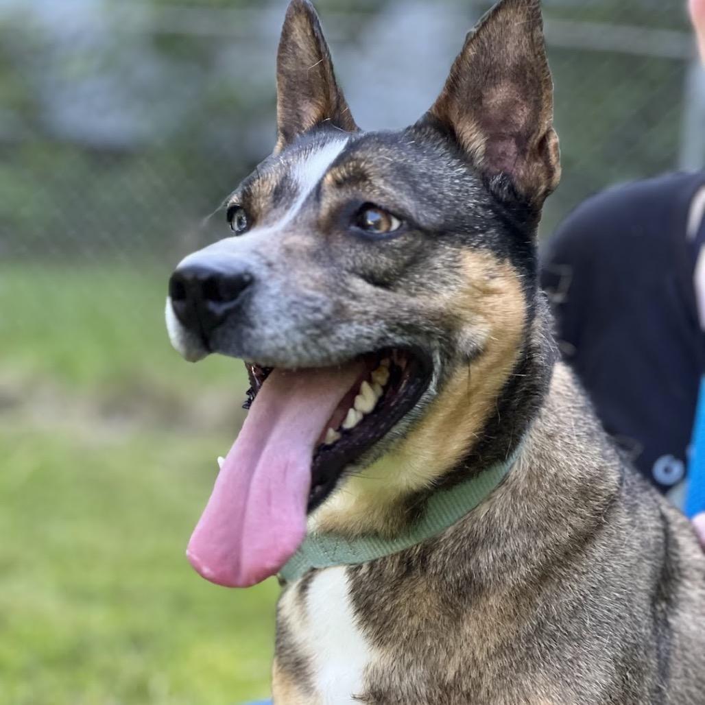 Maverick, a Adoptable mixed breed in Sparta, NJ image 2/5