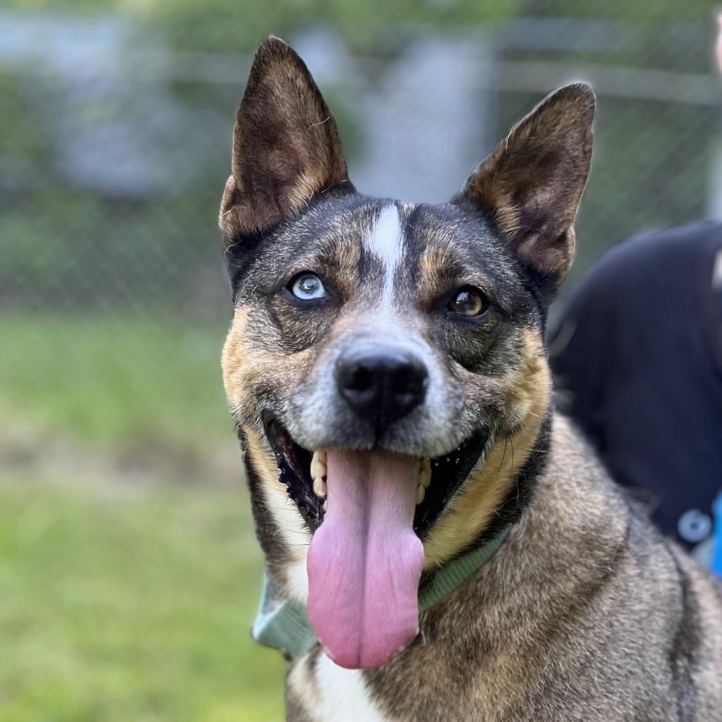 Maverick, a Adoptable mixed breed in Sparta, NJ image 3/5