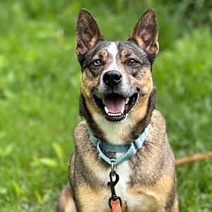 Maverick, a Adoptable mixed breed in Sparta, NJ image 4/5