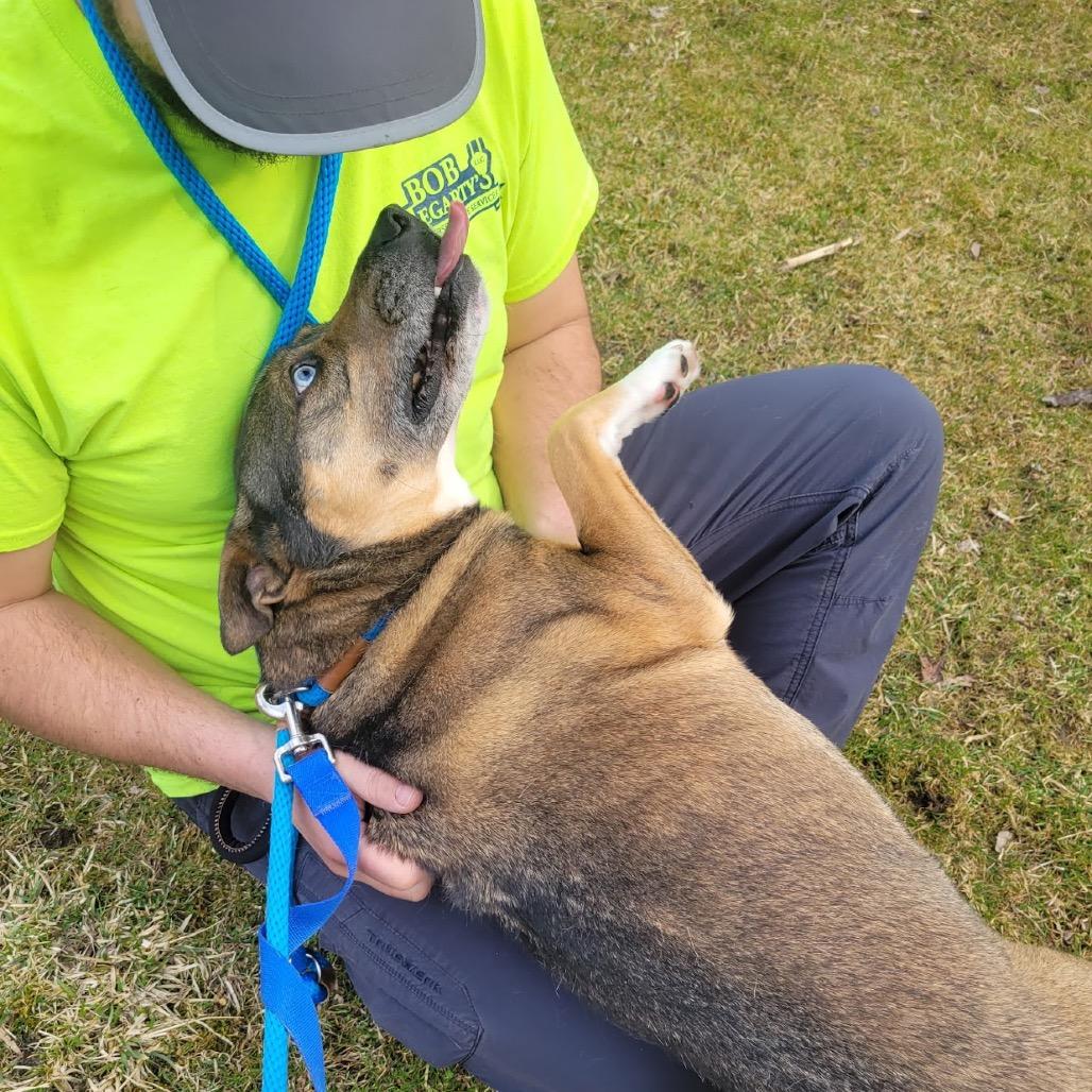 Maverick, a Adoptable mixed breed in Sparta, NJ image 5/5