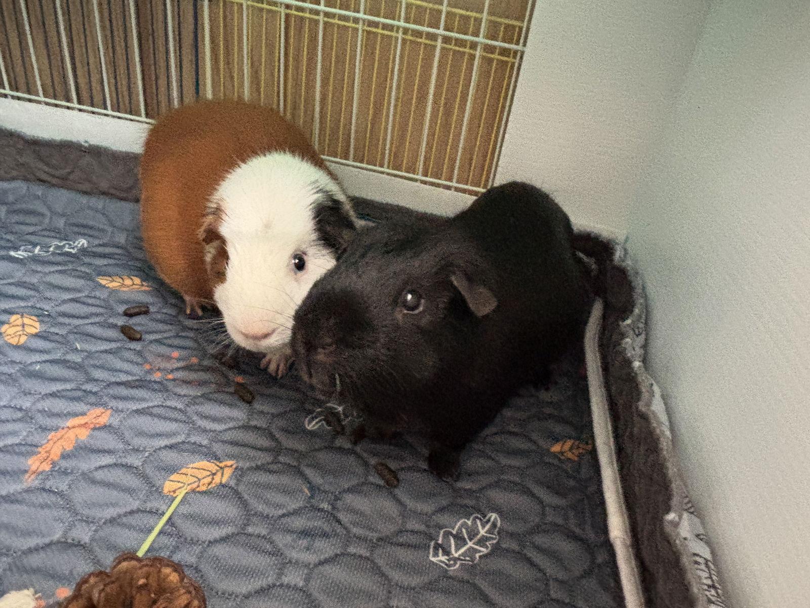 Tango and Cash, Adoptable, Adult Male Guinea Pig.