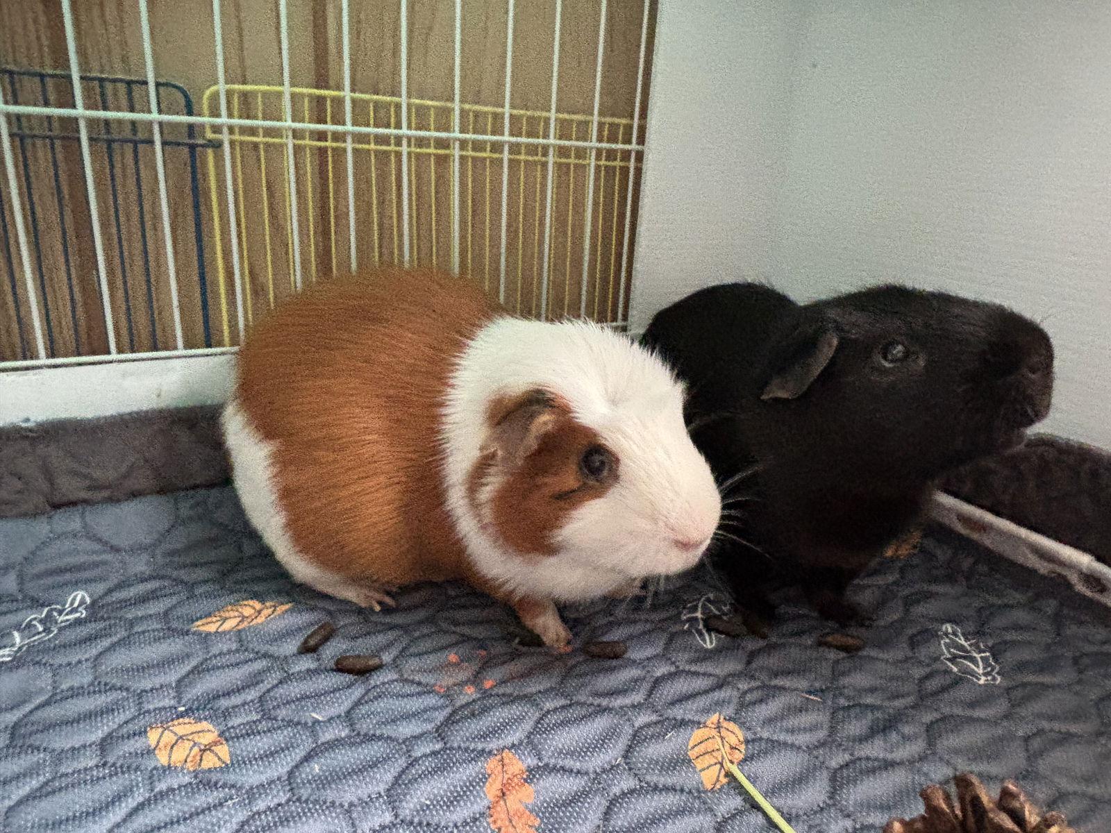 Enlarge Tango and Cash, a Adoptable Guinea Pig in Aurora, IL image 2/2