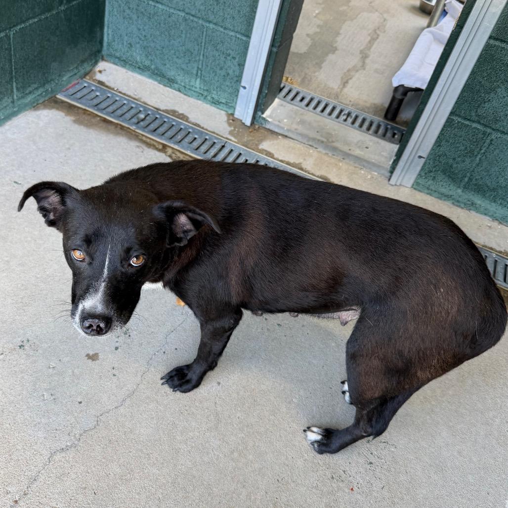 Emily, a Adoptable mixed breed in Carencro, LA image 1/6