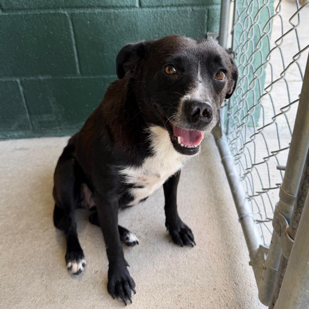 Emily, a Adoptable mixed breed in Carencro, LA image 2/6