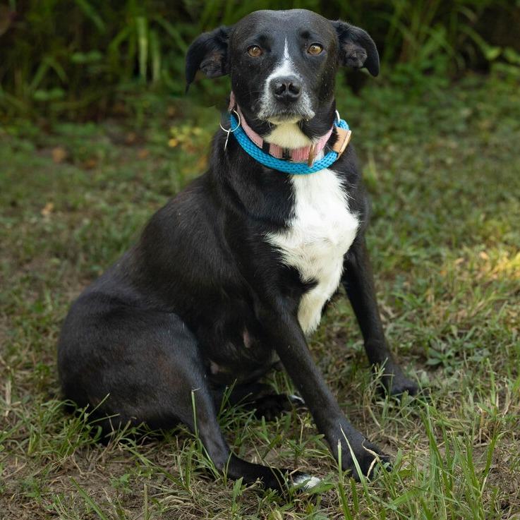 Emily, a Adoptable mixed breed in Carencro, LA image 3/6