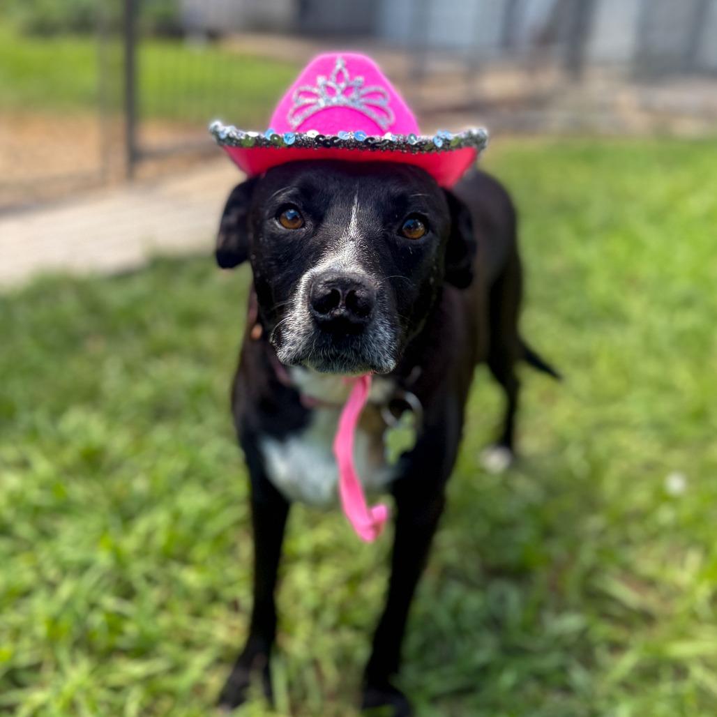 Enlarge Emily, a Adoptable mixed breed in Carencro, LA image 3/6