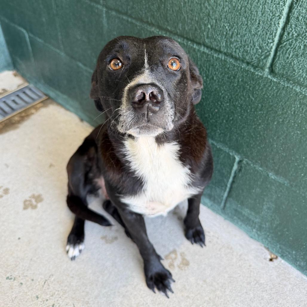Emily, a Adoptable mixed breed in Carencro, LA image 4/6