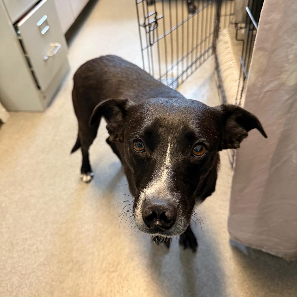 Emily, a Adoptable mixed breed in Carencro, LA image 5/6