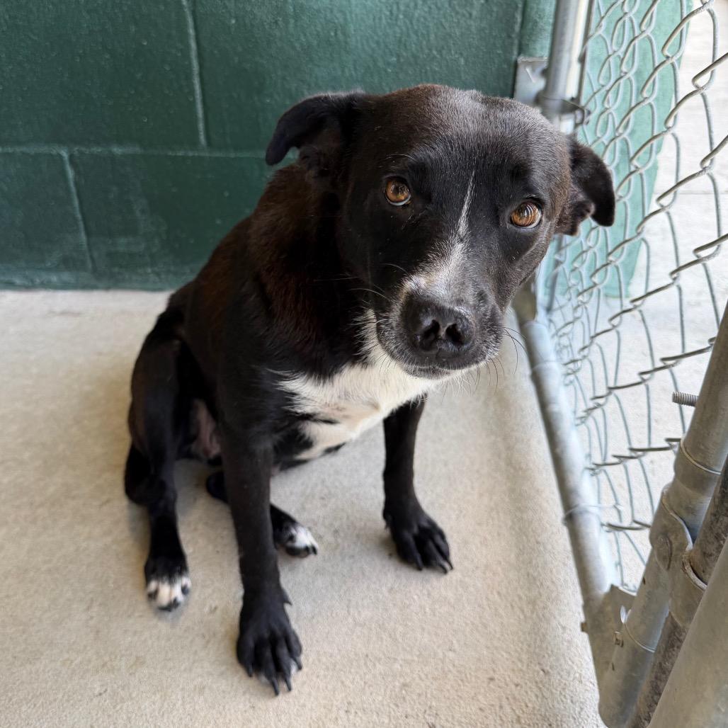 Emily, a Adoptable mixed breed in Carencro, LA image 6/6