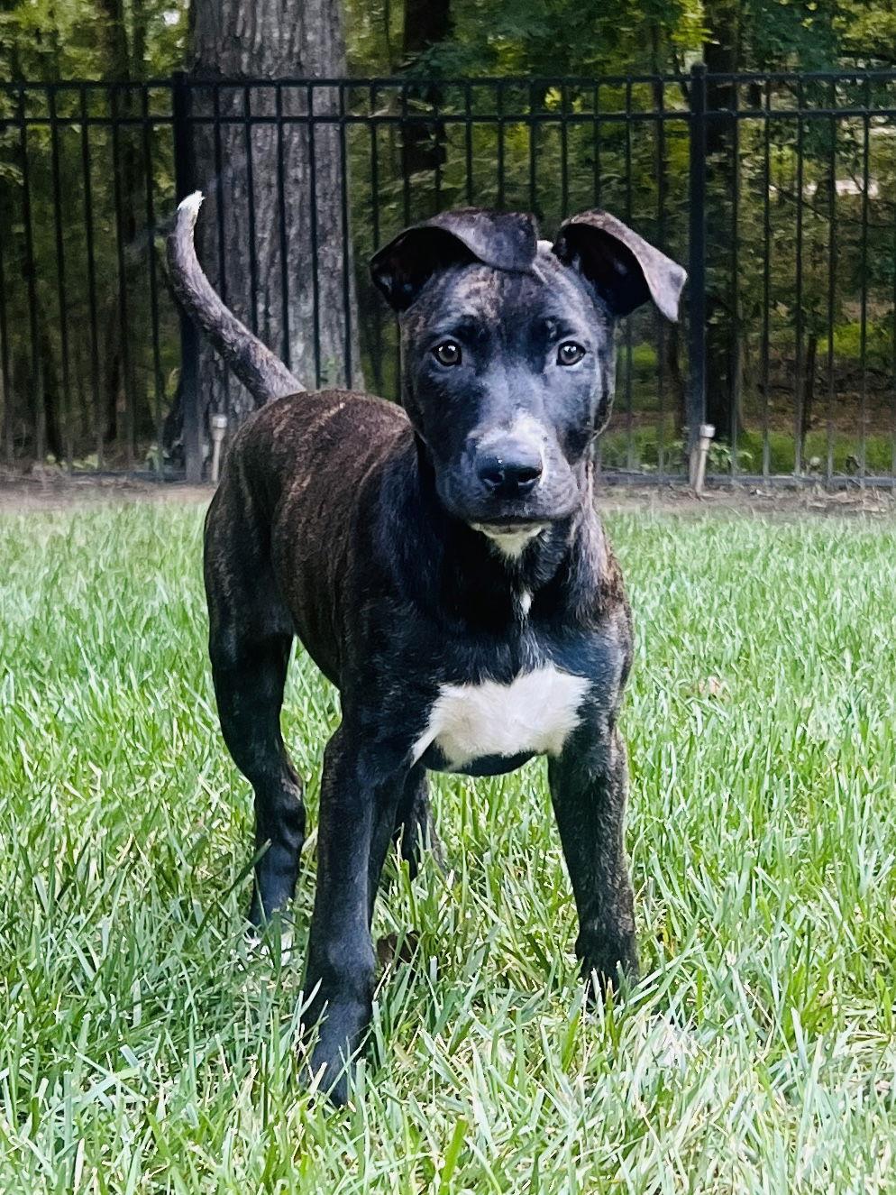 Daisy, Adopted, Puppy Female Pit Bull Terrier & Labrador Retriever.
