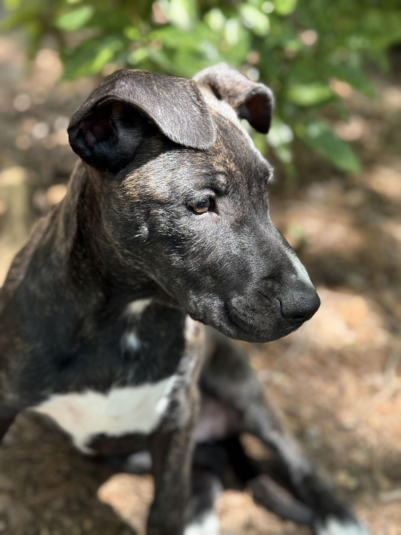 Daisy, a Adopted mixed breed in Charlotte, NC image 2/3