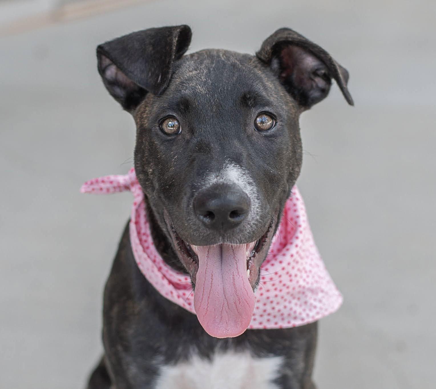 Daisy, a Adopted mixed breed in Charlotte, NC image 3/3