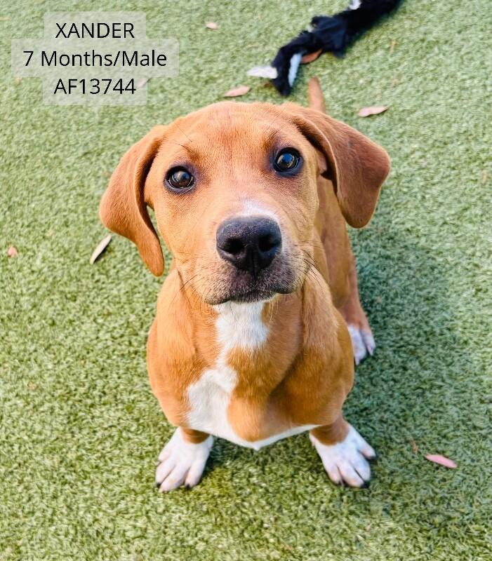 Xander, Adoptable, Adult Male Pit Bull Terrier.