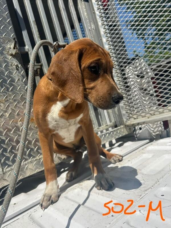 Enlarge Xander, a Adoptable Pit Bull Terrier in Supply, NC image 2/2