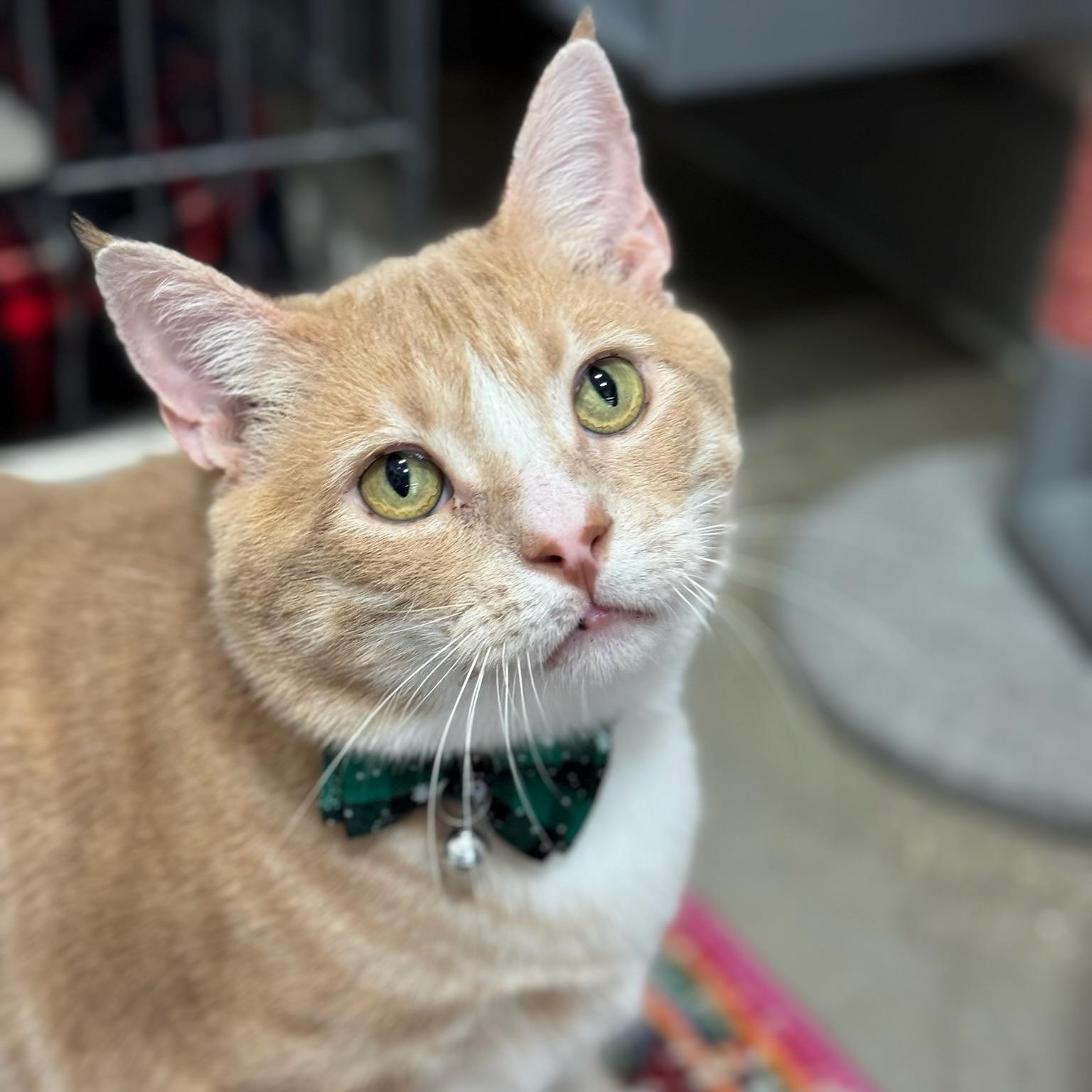 Enlarge Braveheart, a Adoptable Domestic Short Hair in Oldsmar, FL image 1/5